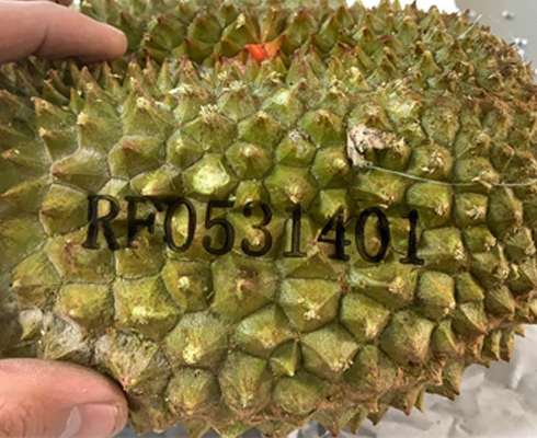 榴莲激光打标刻字 榴莲激光打标刻字